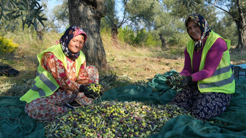 BURHANİYE BELEDİYESİ ZEYTİNYAĞLARI SATIŞA SUNULDU